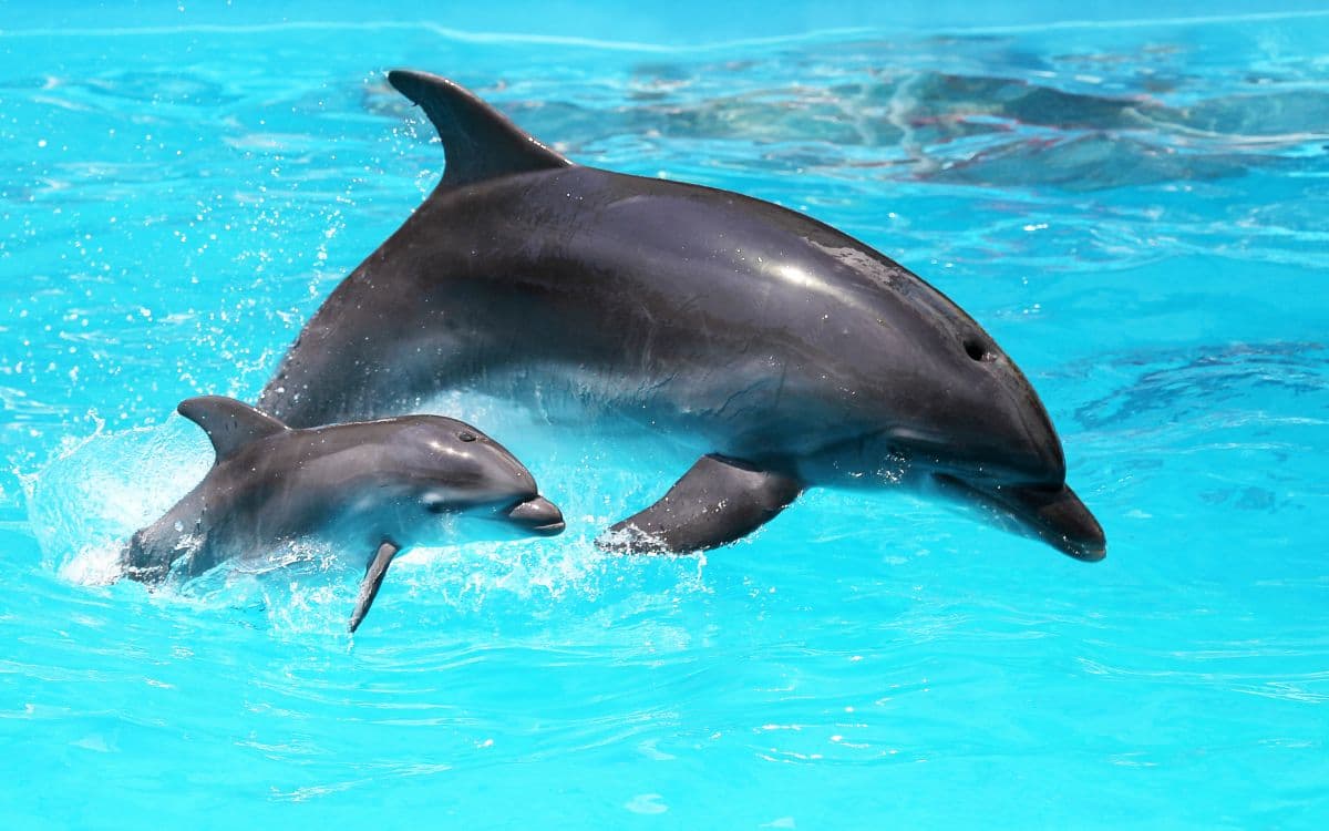 Agadir Dolphin World Anza