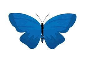 Residence papillon bleu