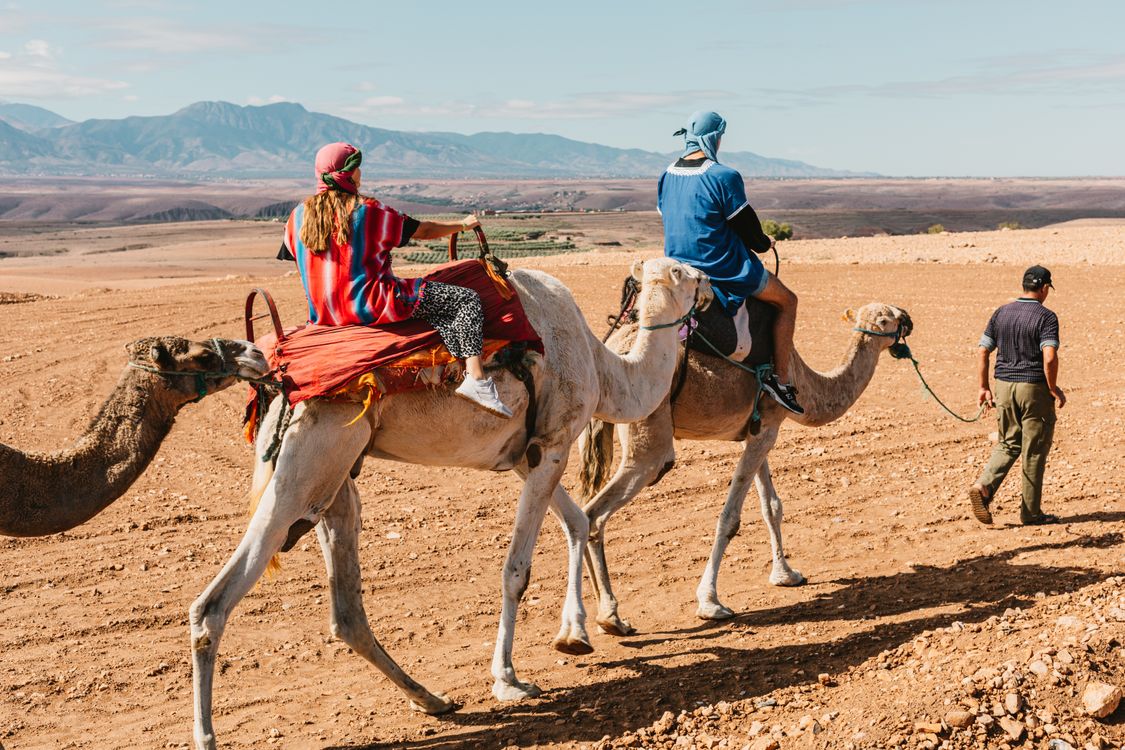 guide leading a sunset camel ride through eucalyptus forest in Agadir