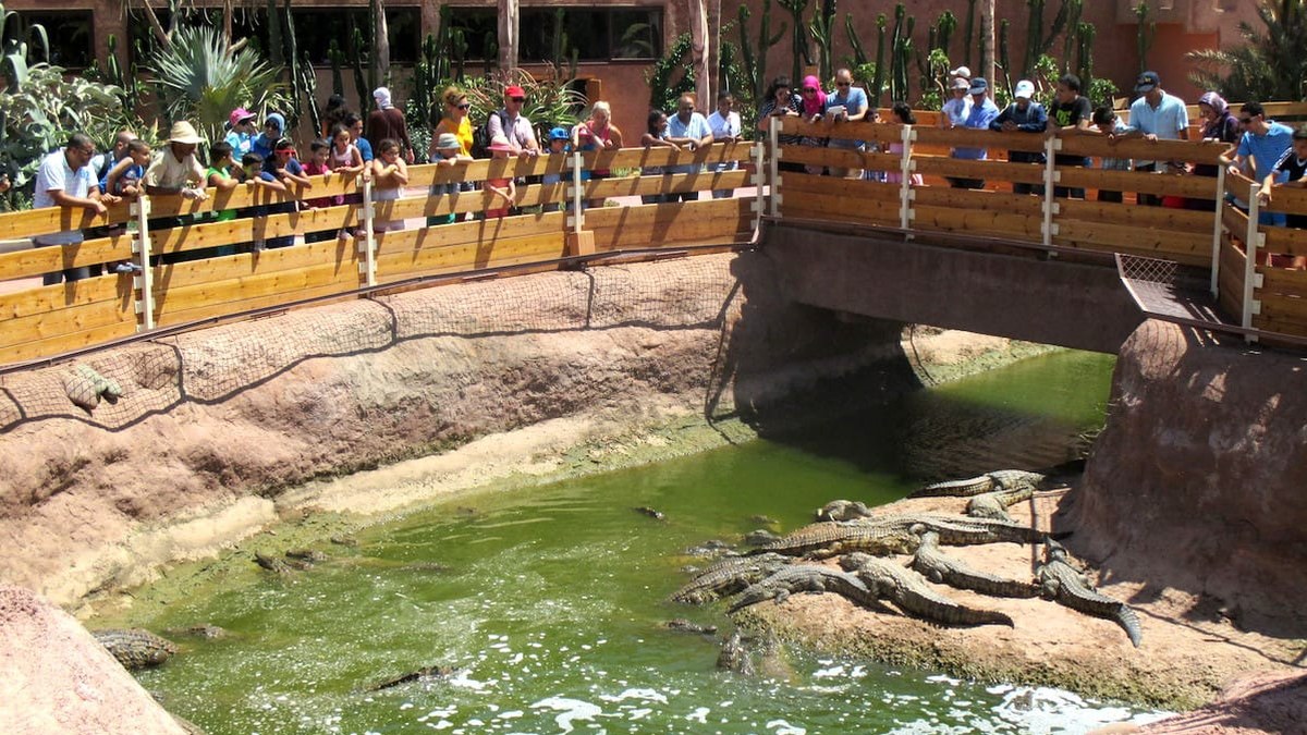 Nile crocodiles basking beside the pond at Crocoparc Agadir with visitors on the wooden footbridge