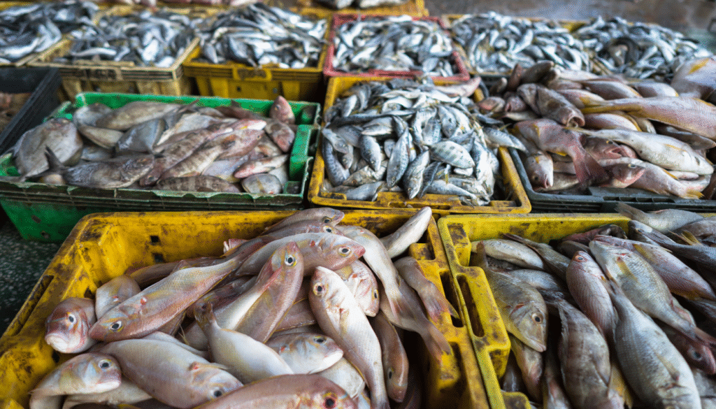 Agadir Port and Fish Market