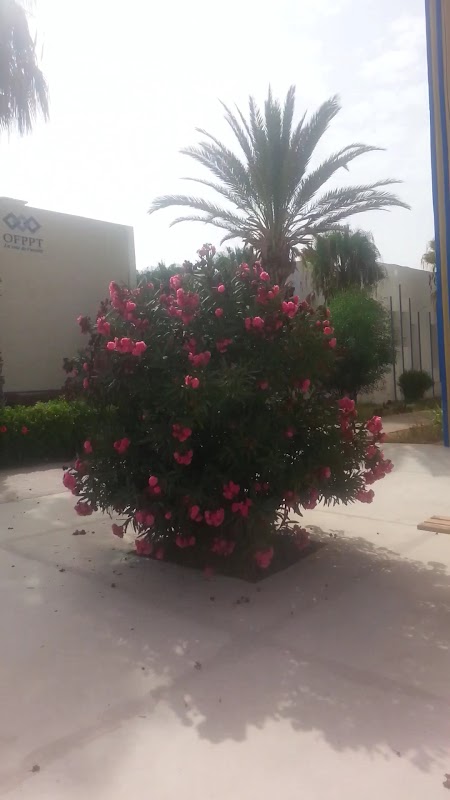 ISTA : Institut Spécialisé de Technologie Appliquée_Taddart Agadir — photo 6
